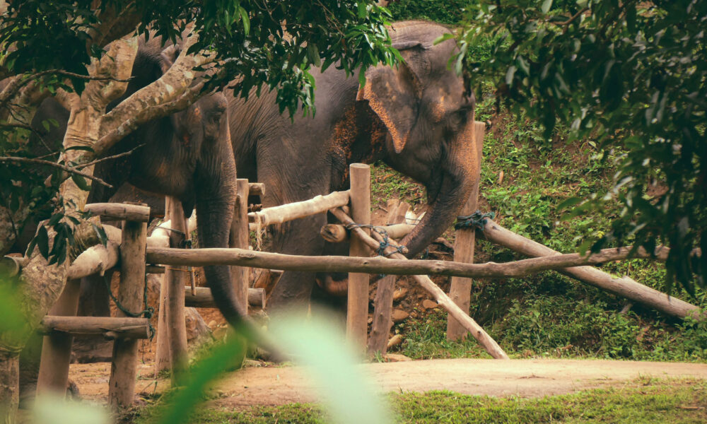 ELEFANT TAILANDIA